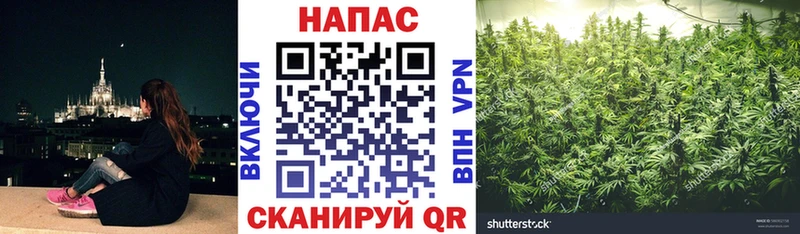 Шишки марихуана план  Великий Новгород 